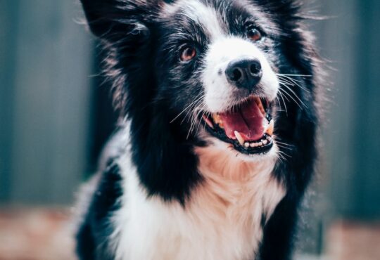 long-coated black and white dog during daytime