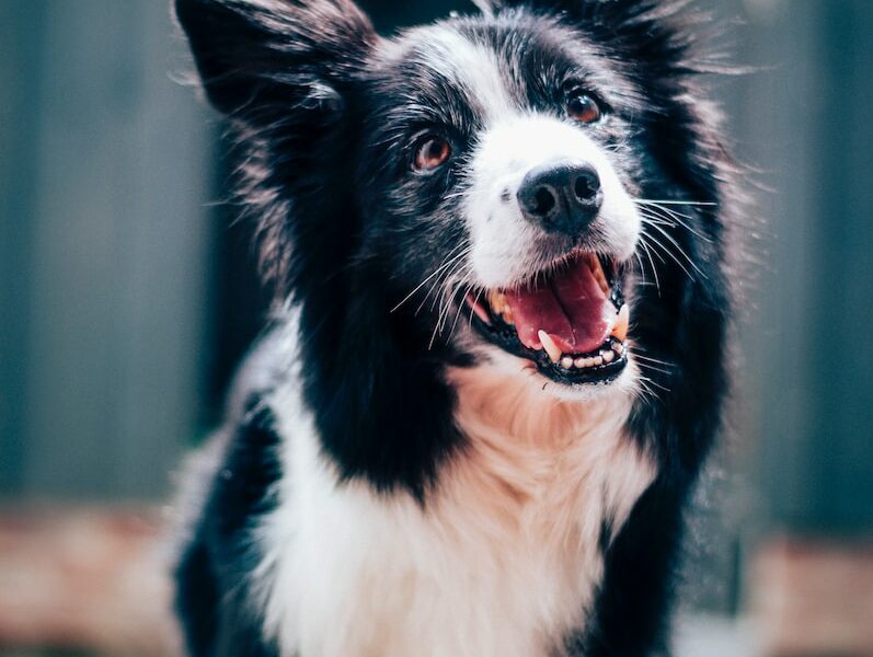 long-coated black and white dog during daytime