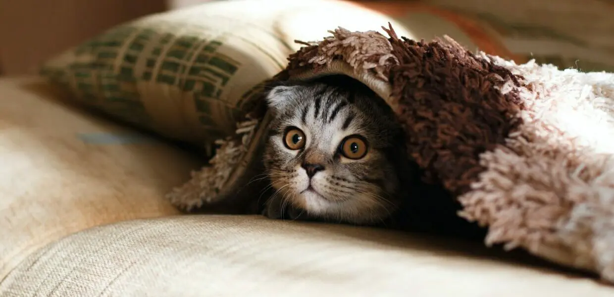 brown Scottish fold in brown thick-pile blanket