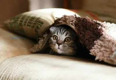 brown Scottish fold in brown thick-pile blanket