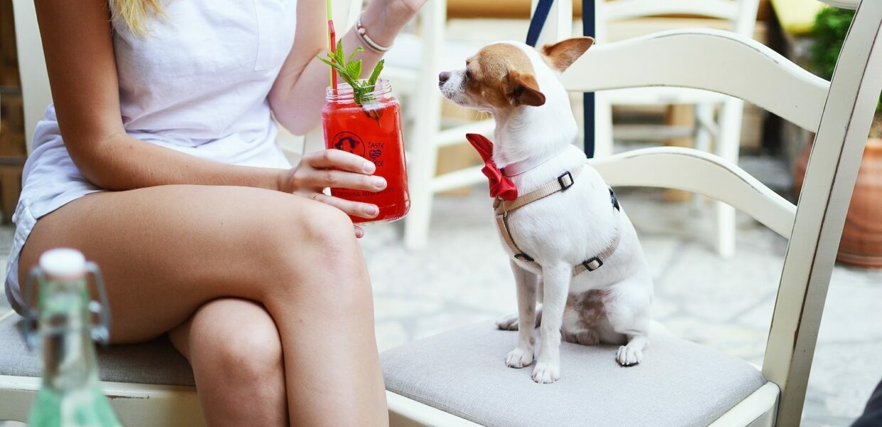 smooth white and tan Chihuahua puppy sitting on white wooden ladder chair beside woman holding fruit shake drink close-up photo
