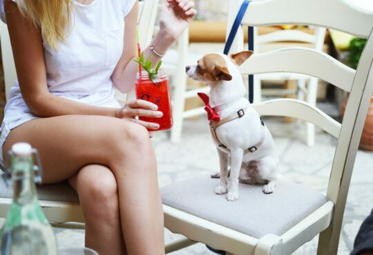 smooth white and tan Chihuahua puppy sitting on white wooden ladder chair beside woman holding fruit shake drink close-up photo