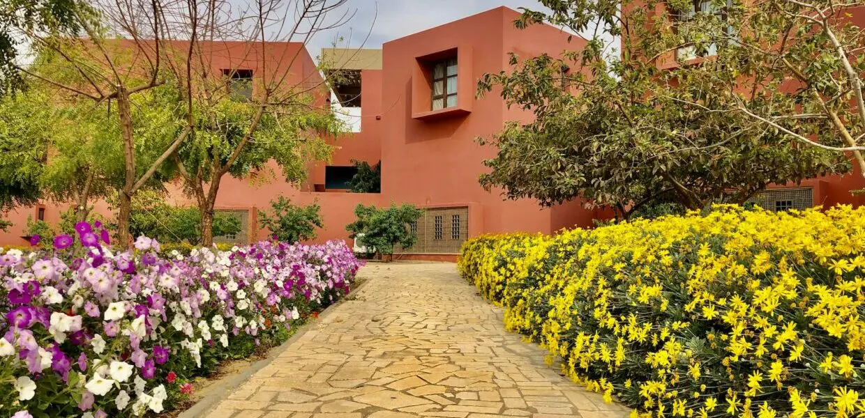 yellow and pink flowers on garden