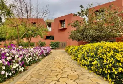 yellow and pink flowers on garden